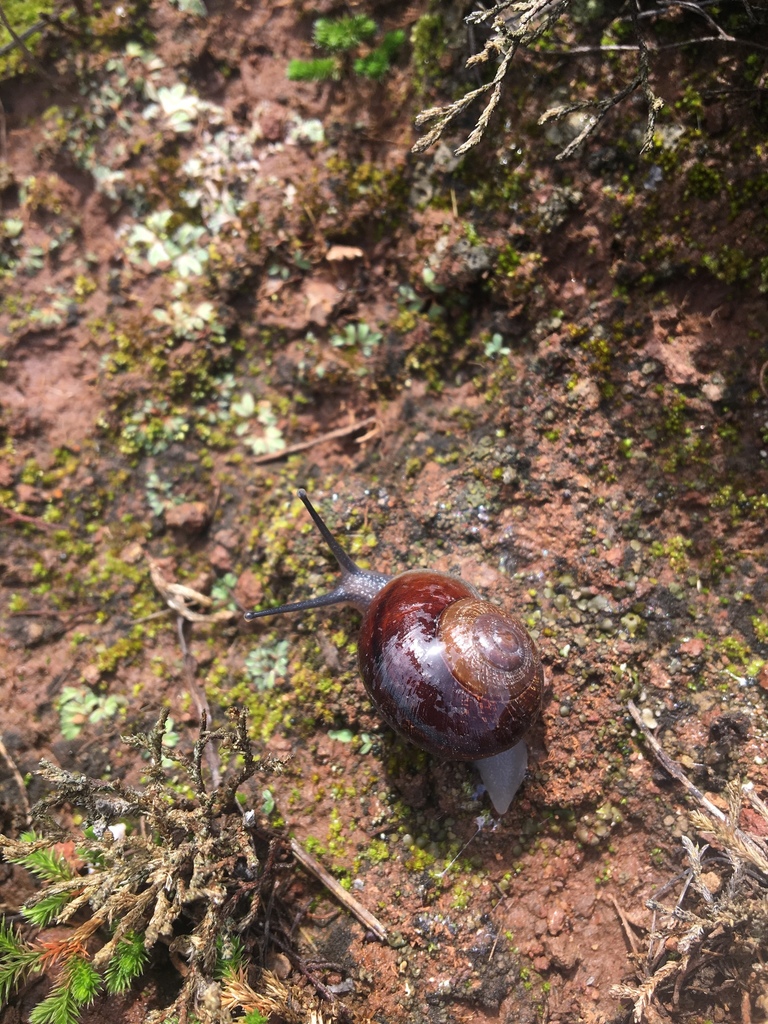 Xerarionta redimita (Wreathed Cactussnail), California species