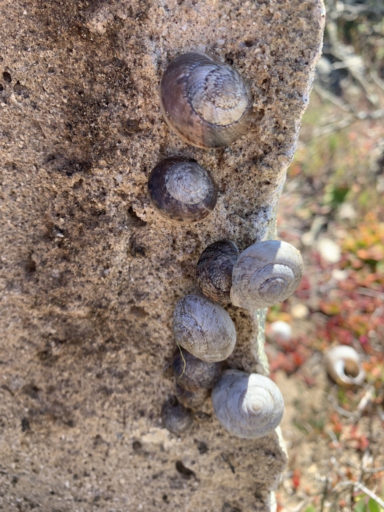 Xerarionta tryoni (Bicolor Cactussnail), California species