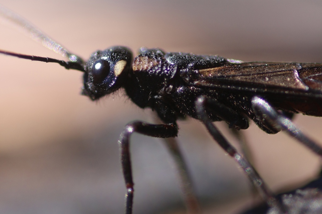 Xeris indecisus, California species