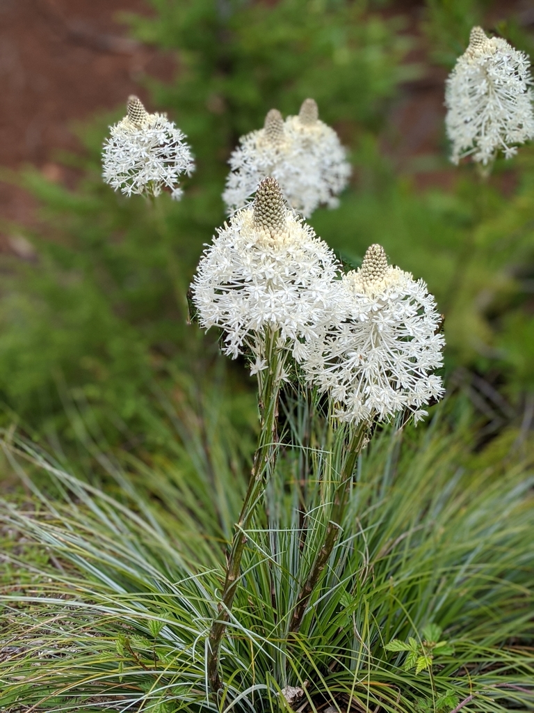 Xerophyllum sp. (Bear-grass), native California perennial