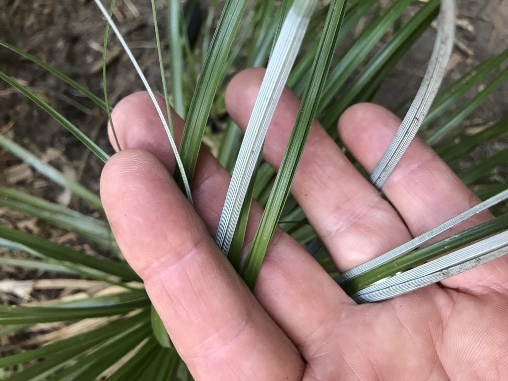Xerophyllum tenax (Common beargrass), native California herb