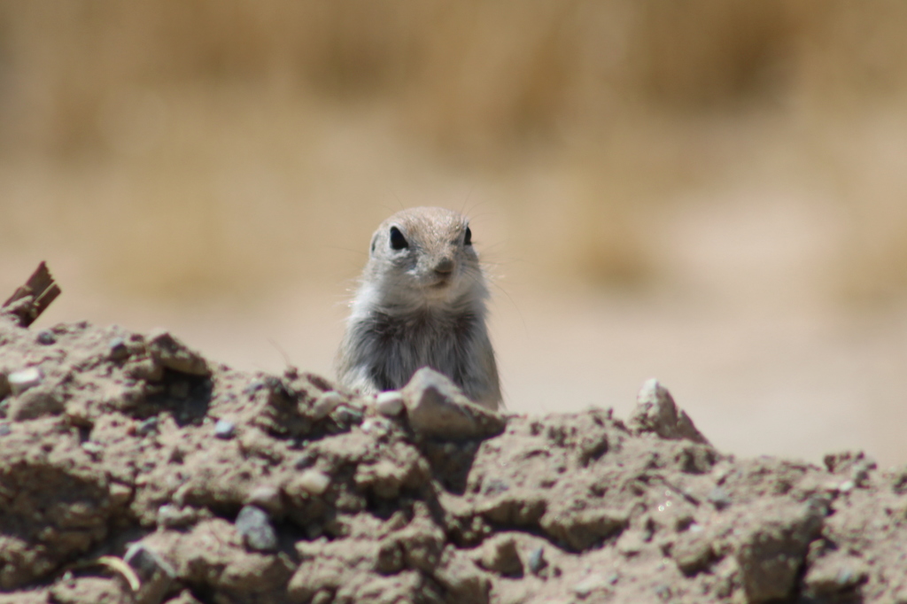 Xerospermophilus mohavensis (Mohave ground squirrel), California species
