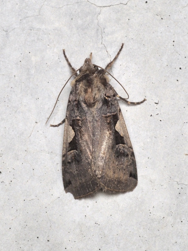 Xestia c-nigrum (Setaceous Hebrew Character), California species