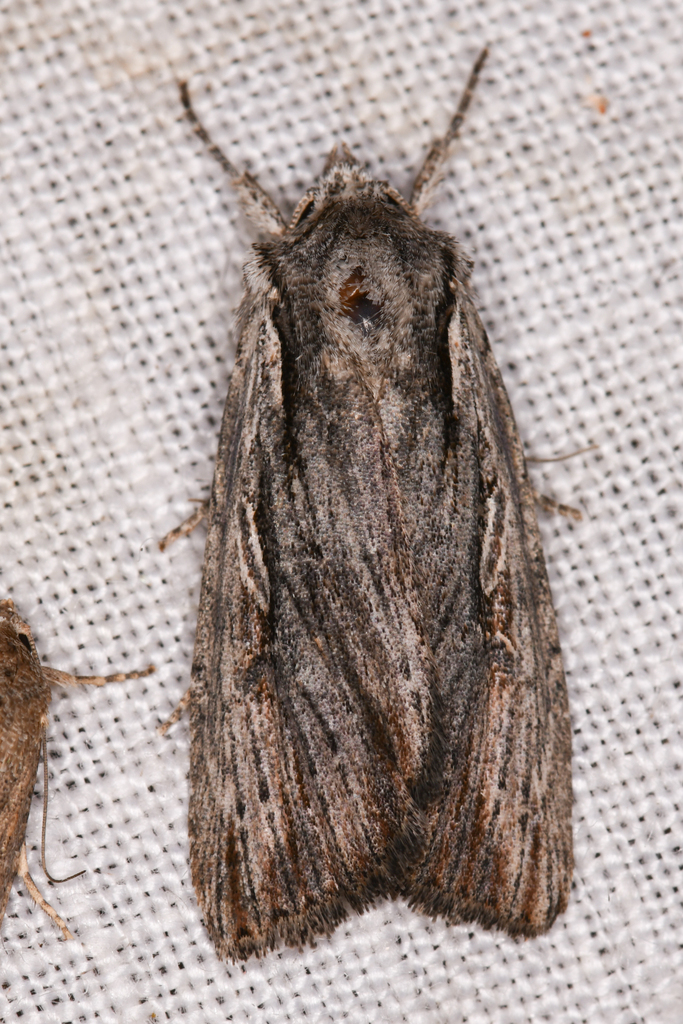 Xestia infimatis, California species