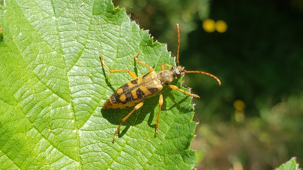 Xestoleptura crassipes, California species