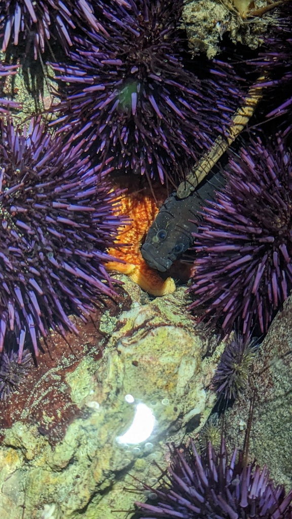 Xiphister atropurpureus (Black Prickleback), California species