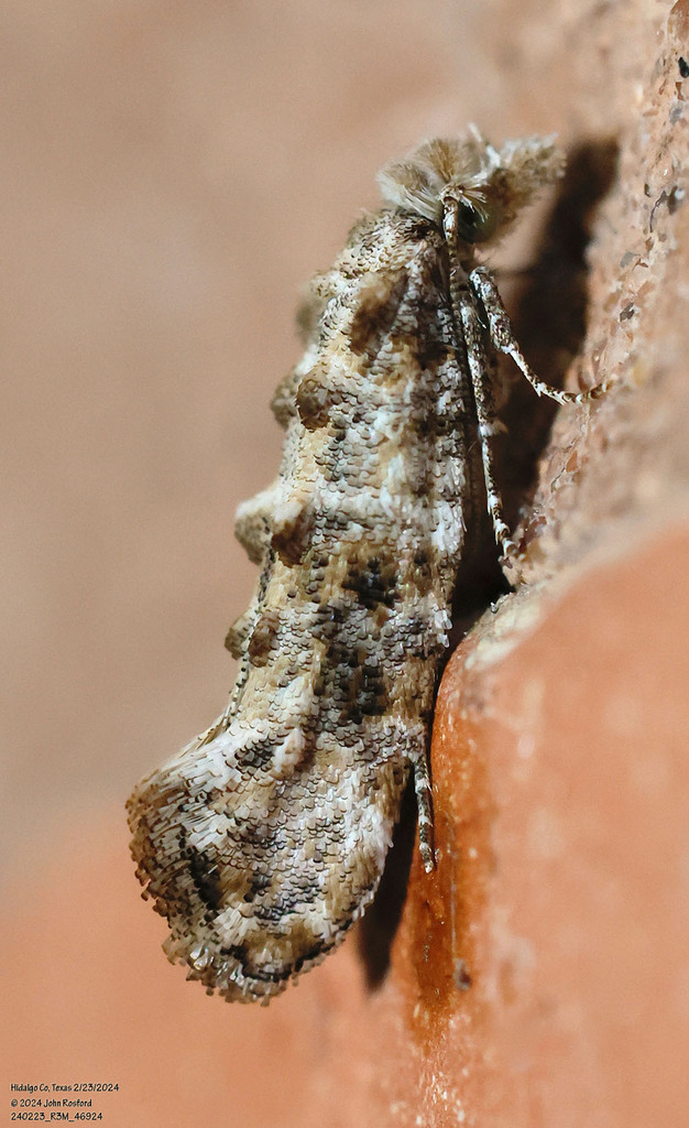 Xylesthia pruniramiella (Clemens bark moth), California species