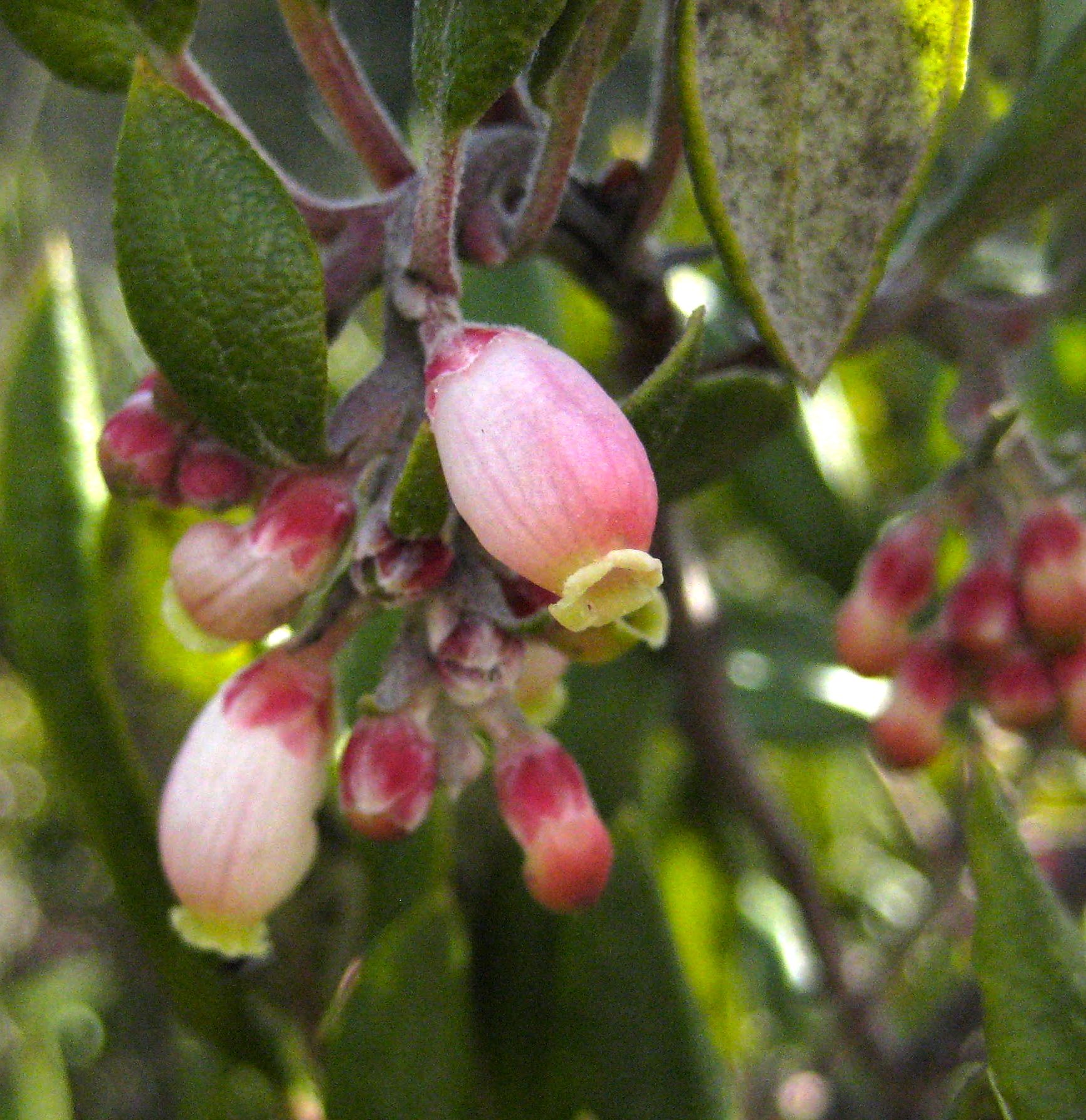 Xylococcus bicolor (Mission manzanita), native California shrub