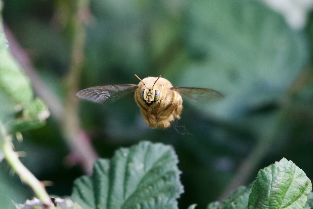 Xylocopa sonorina (Valley Carpenter Bee), California species