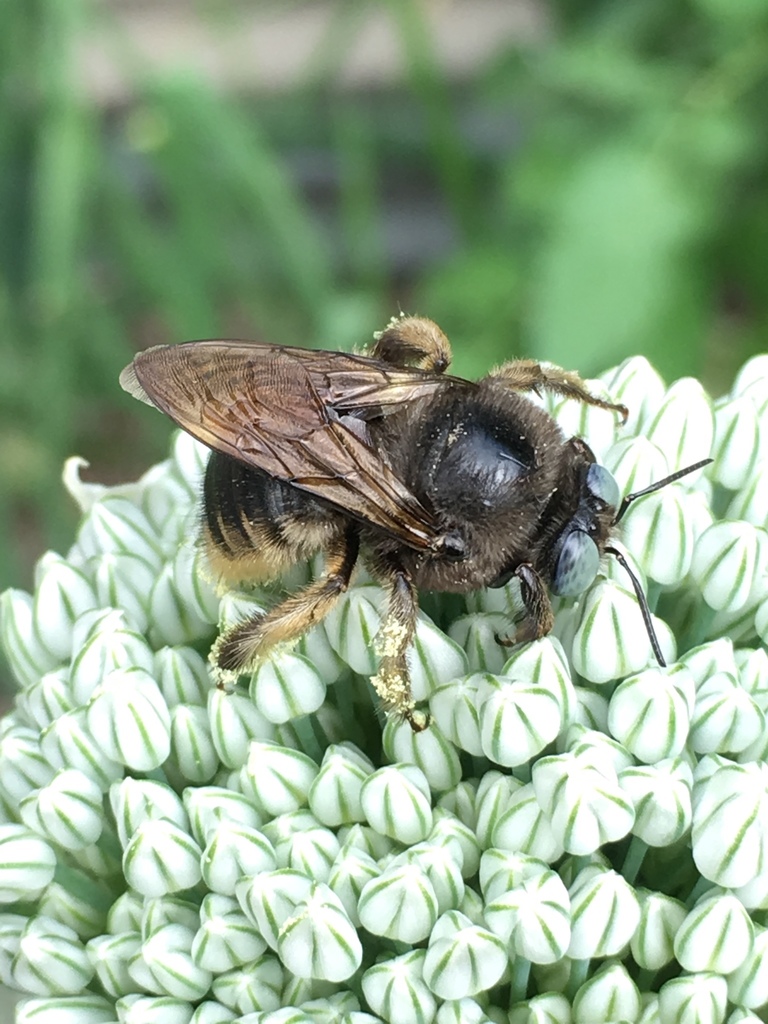 Xylocopa tabaniformis (Horse-fly Carpenter Bee), California species
