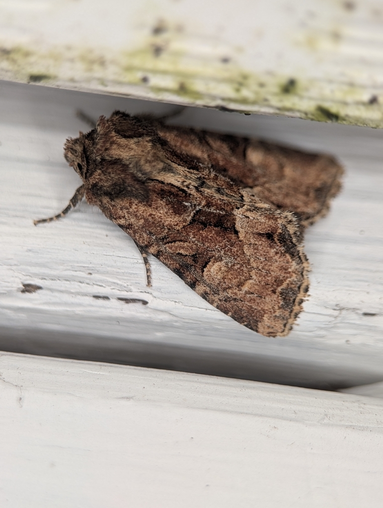 Xylomoia indirecta (Oblique Brocade), California species