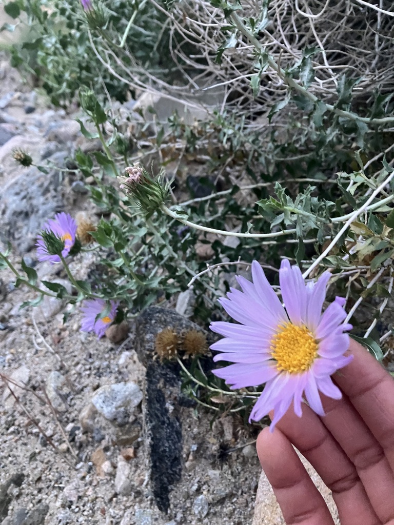 Xylorhiza cognata (Mecca-aster), native California shrub