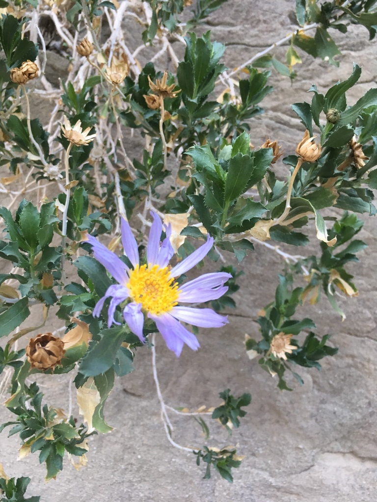 Xylorhiza orcuttii (Orcutt's woody-aster), native California shrub