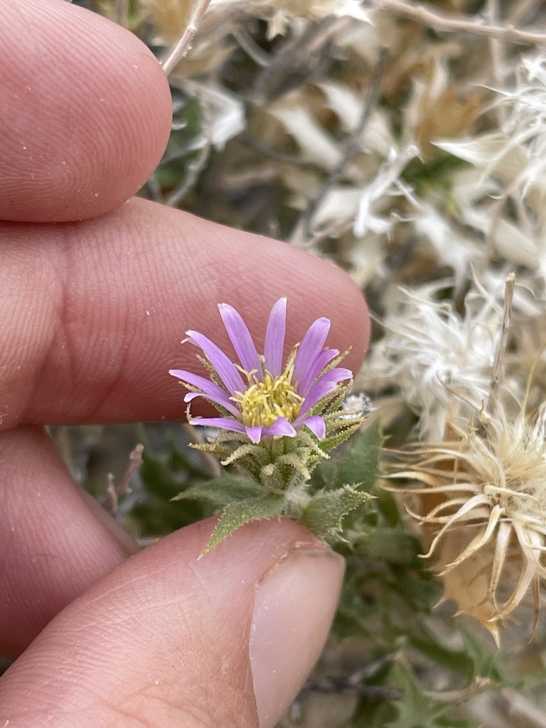 Xylorhiza panamintensis (Panamint desert-aster), native California perennial / shrub