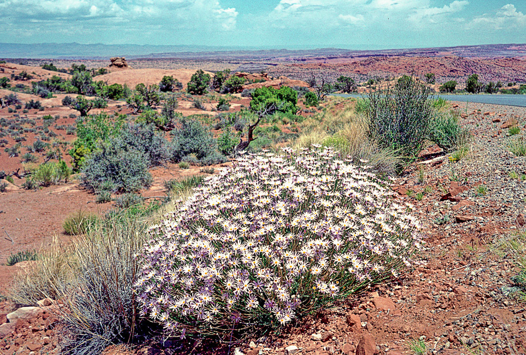 Xylorhiza sp. (Desert-aster), native California perennial