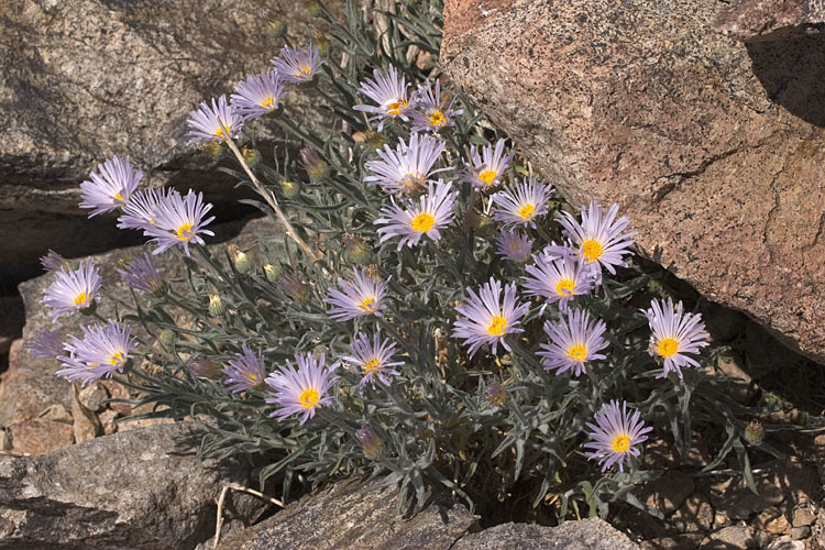 Xylorhiza tortifolia var. tortifolia (Mojave-aster), native California subshrub