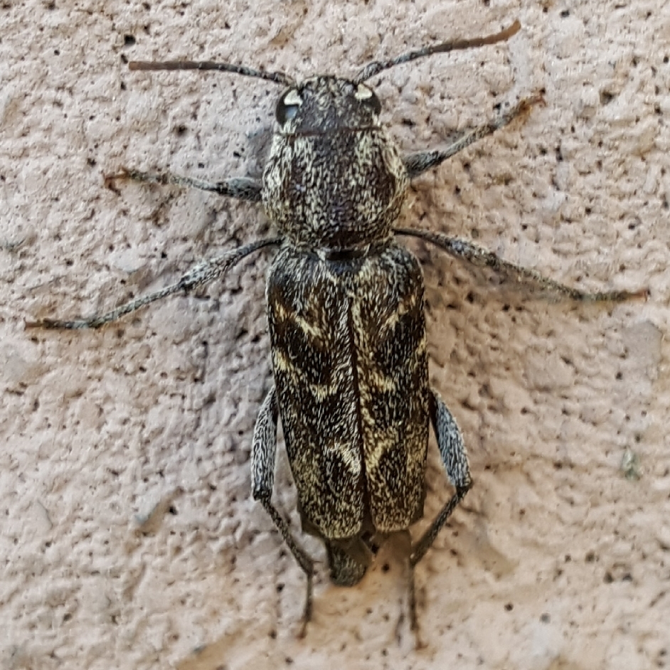Xylotrechus nauticus, California species