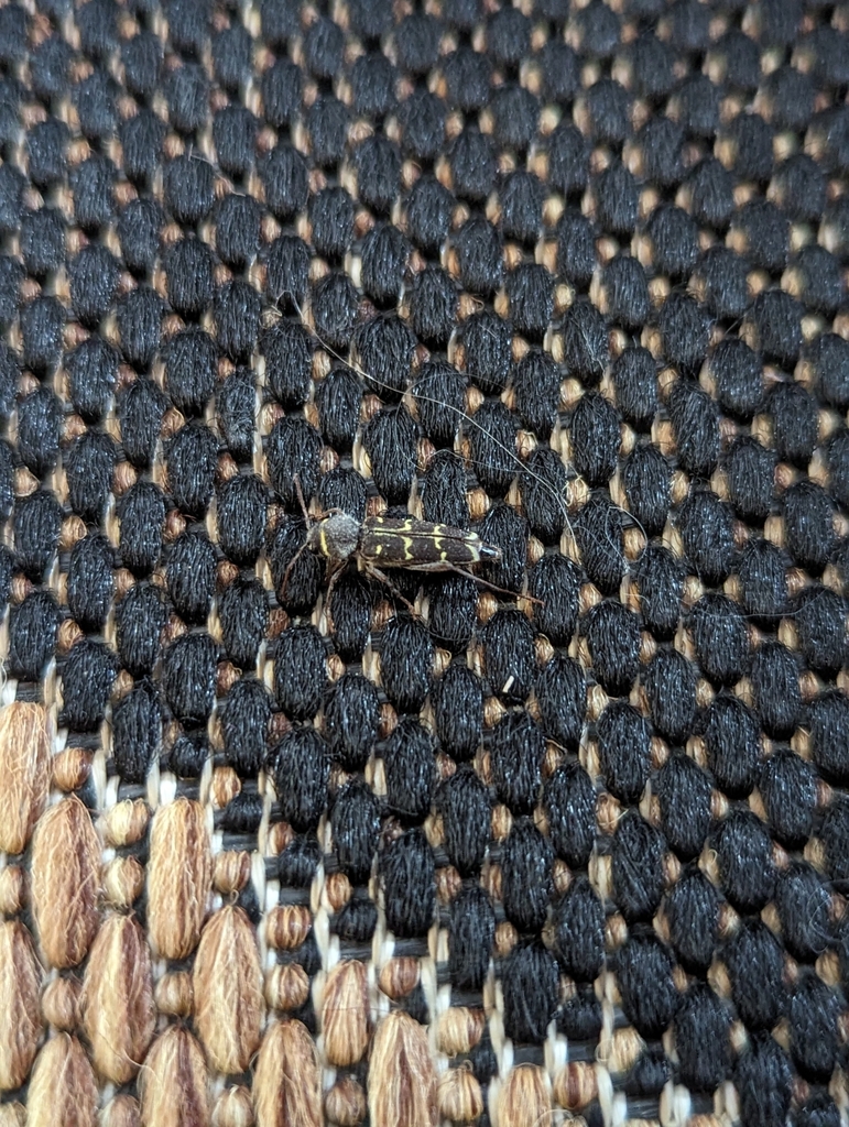 Xylotrechus undulatus (Spruce Zebra Beetle), California species