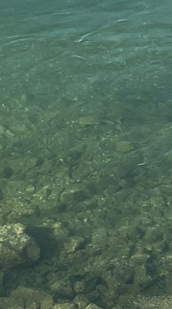 Xyrauchen texanus (Razorback sucker), California species
