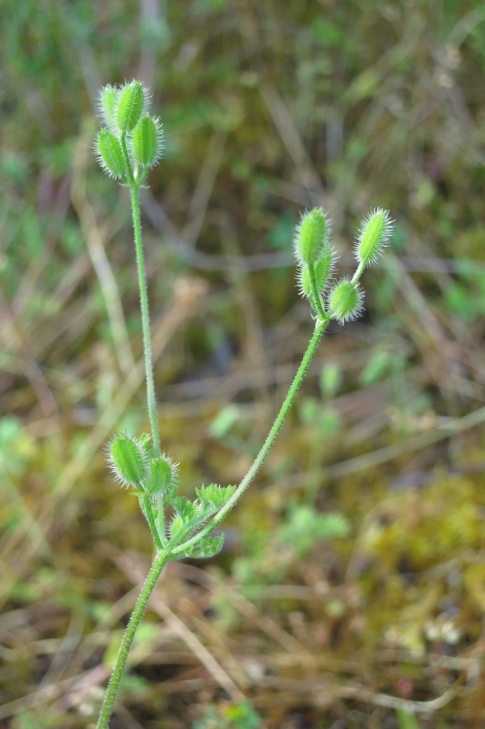 Yabea microcarpa (California hedge parsley), native California herb