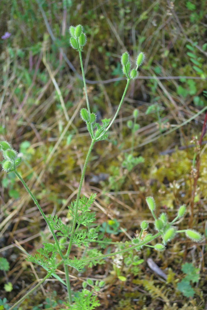 Yabea sp., native California perennial