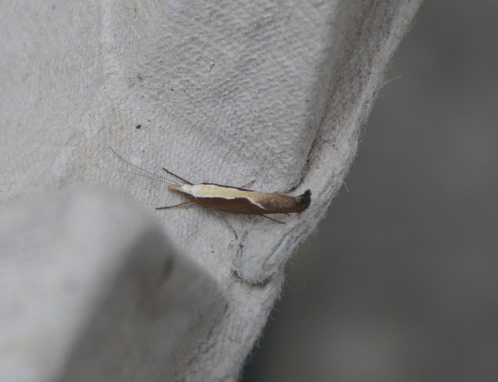 Ypsolopha rubrella, California species