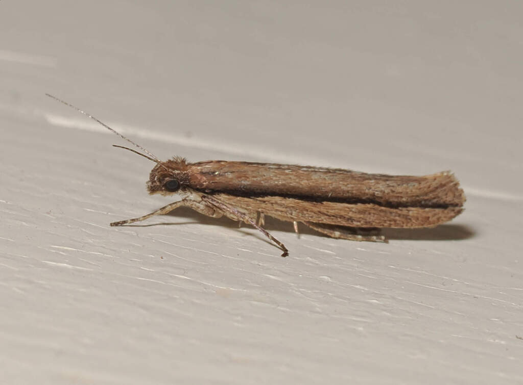 Ypsolopha schwarziella, California species