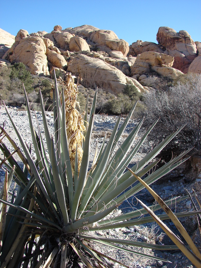Yucca baccata var. baccata (Banana yucca), native California shrub