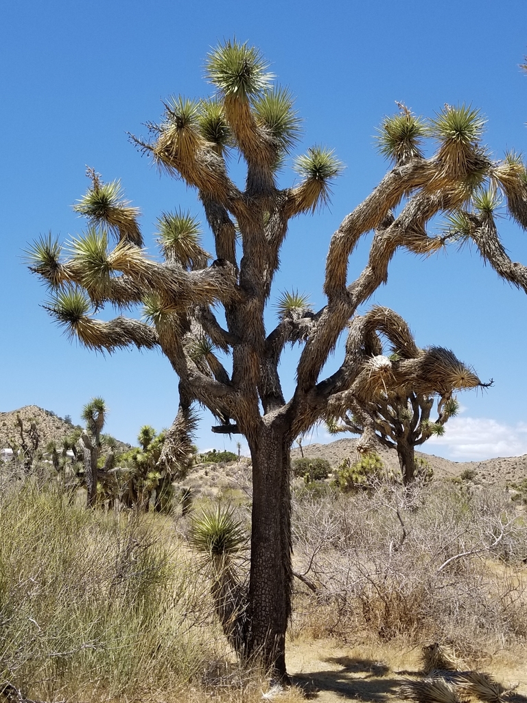 Yucca brevifolia (Western joshua tree), native California shrub / tree