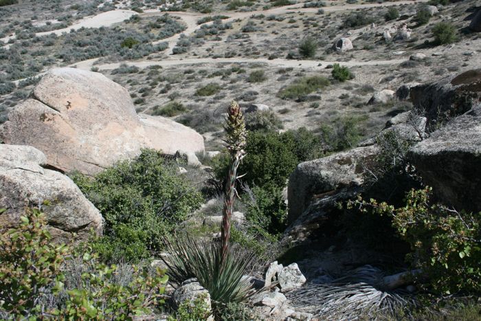 Yucca schidigera (Mojave yucca), native California shrub / tree
