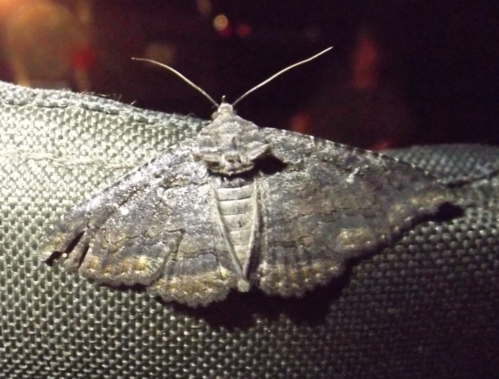 Zale insuda, California species