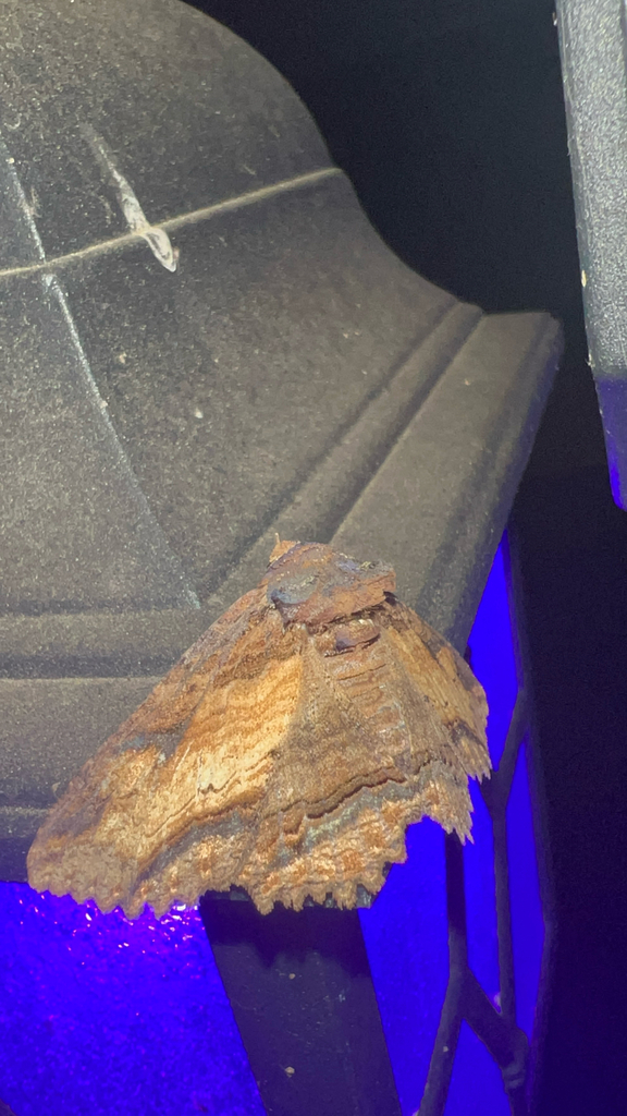 Zale lunata (Lunate Zale Moth), California species
