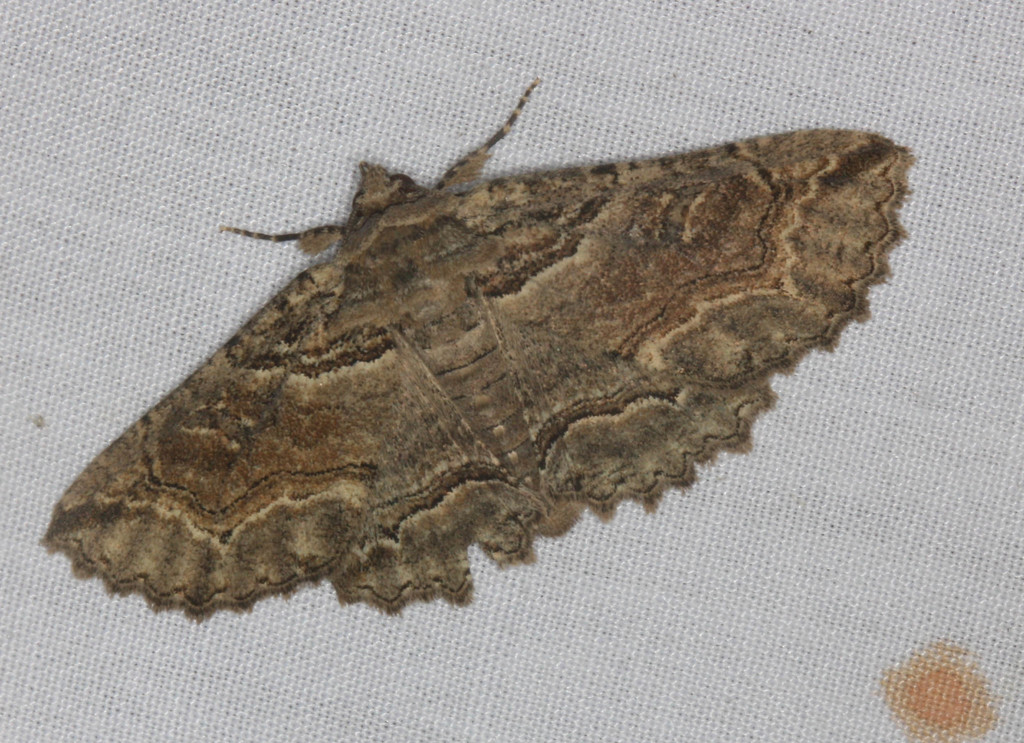 Zale rubi, California species