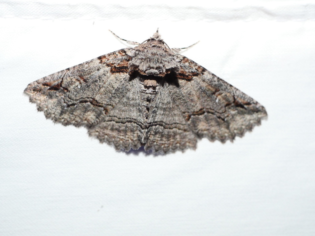 Zale termina, California species