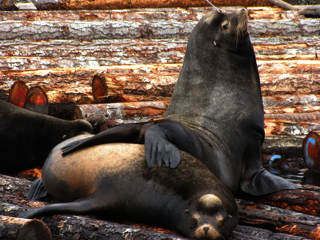 Zalophus californianus (California Sea-lion), California species