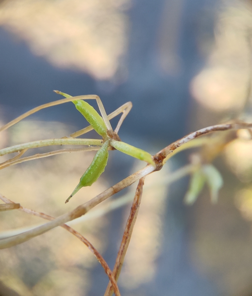 Zannichellia palustris (Horned pondweed), native California herb