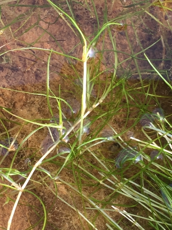 Zannichellia sp. (Horned-pondweed), native California perennial