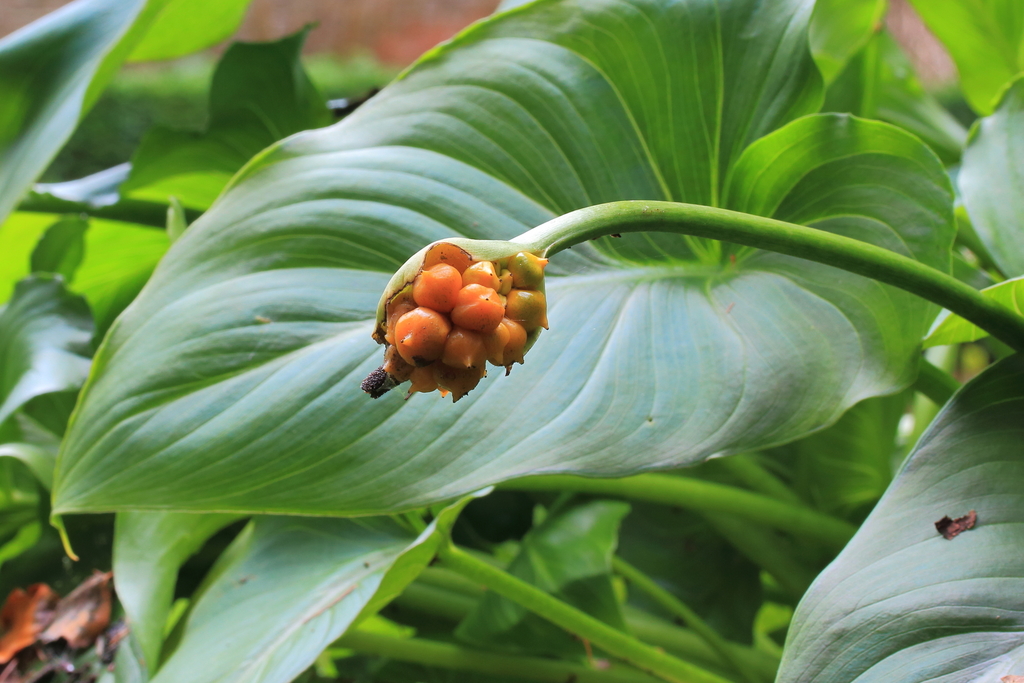 Zantedeschia aethiopica (Calla-lily), non-native California herb