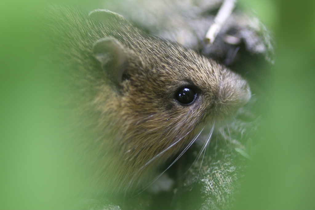 Zapus trinotatus orarius (Point Reyes Jumping Mouse), California species