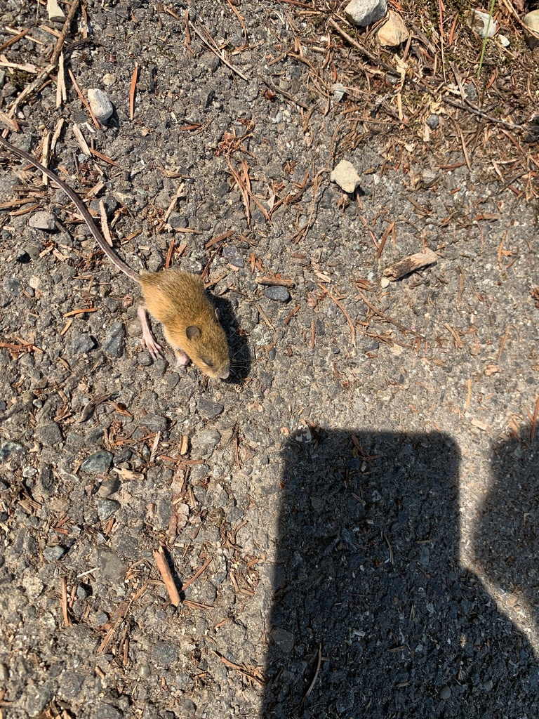 Zapus trinotatus (Point Reyes jumping mouse, Pacific Jumping Mouse), California species