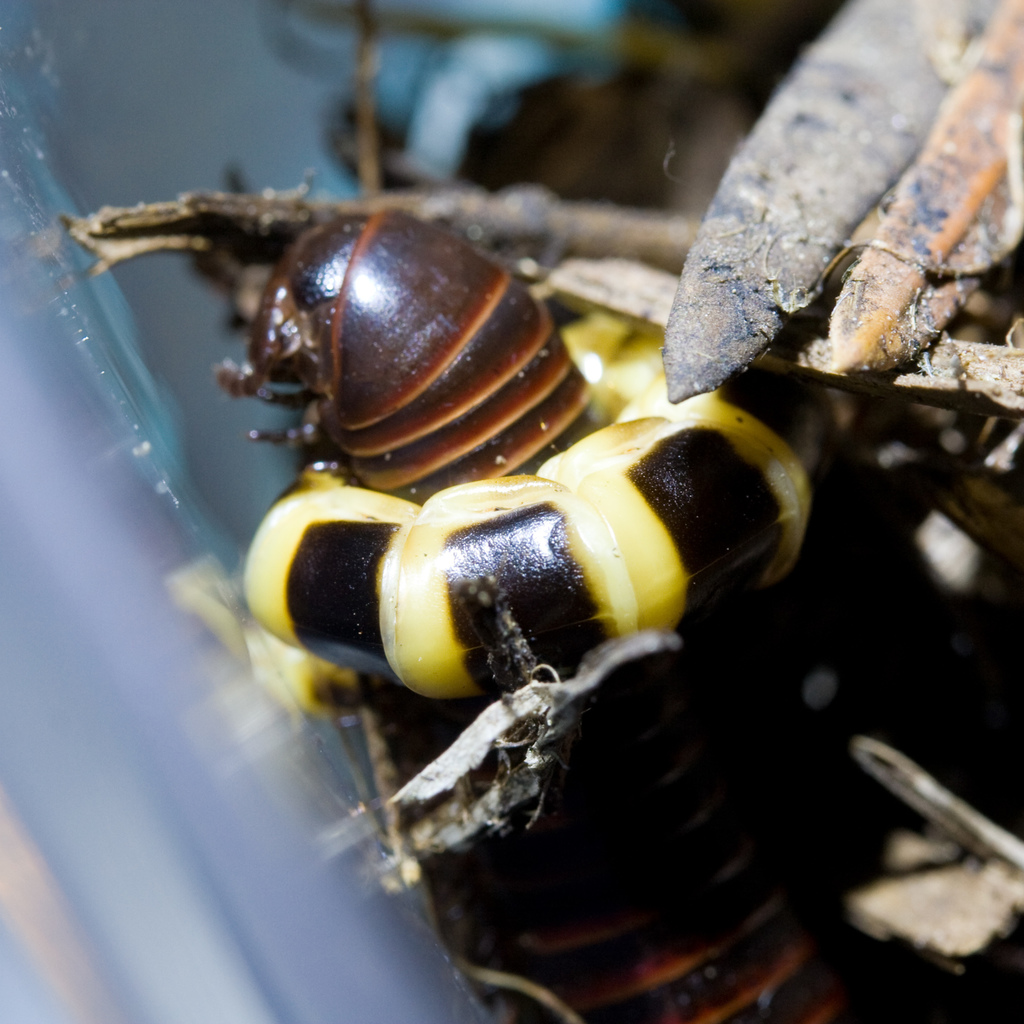 Zarhipis integripennis (Western Banded Glowworm), California species
