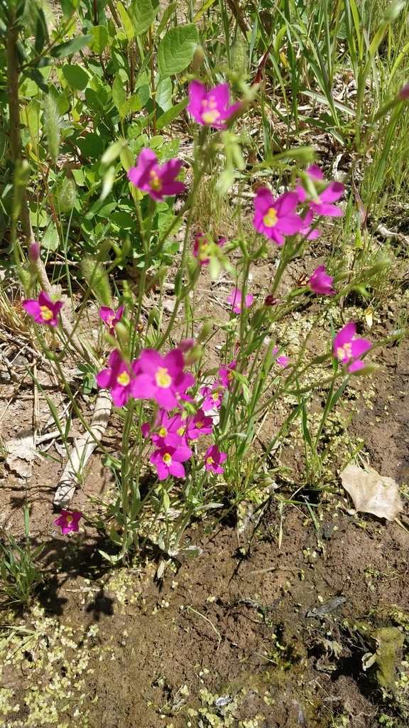 Zeltnera arizonica (Arizona centaury), native California herb