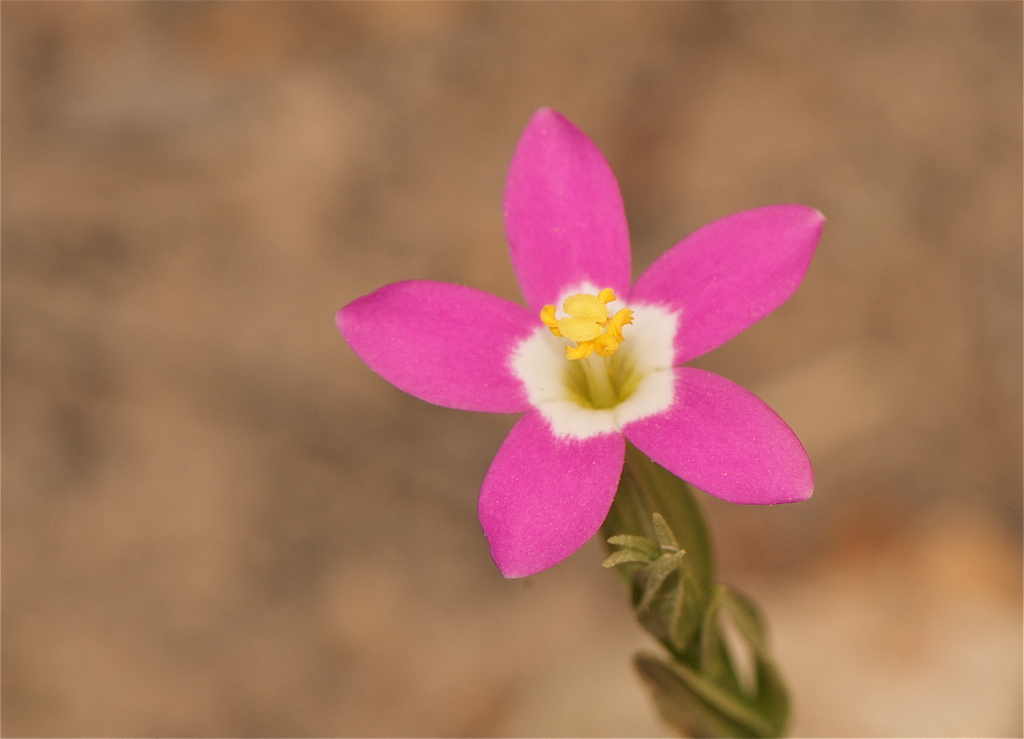 Zeltnera davyi (Davy's centaury), native California annual