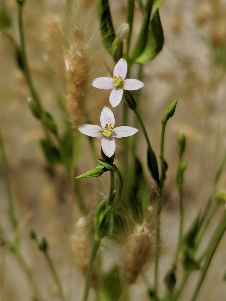 Zeltnera exaltata (Tall centaury), native California herb