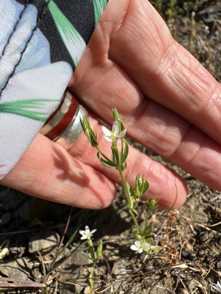 Zeltnera muehlenbergii (Monterey centaury), native California herb