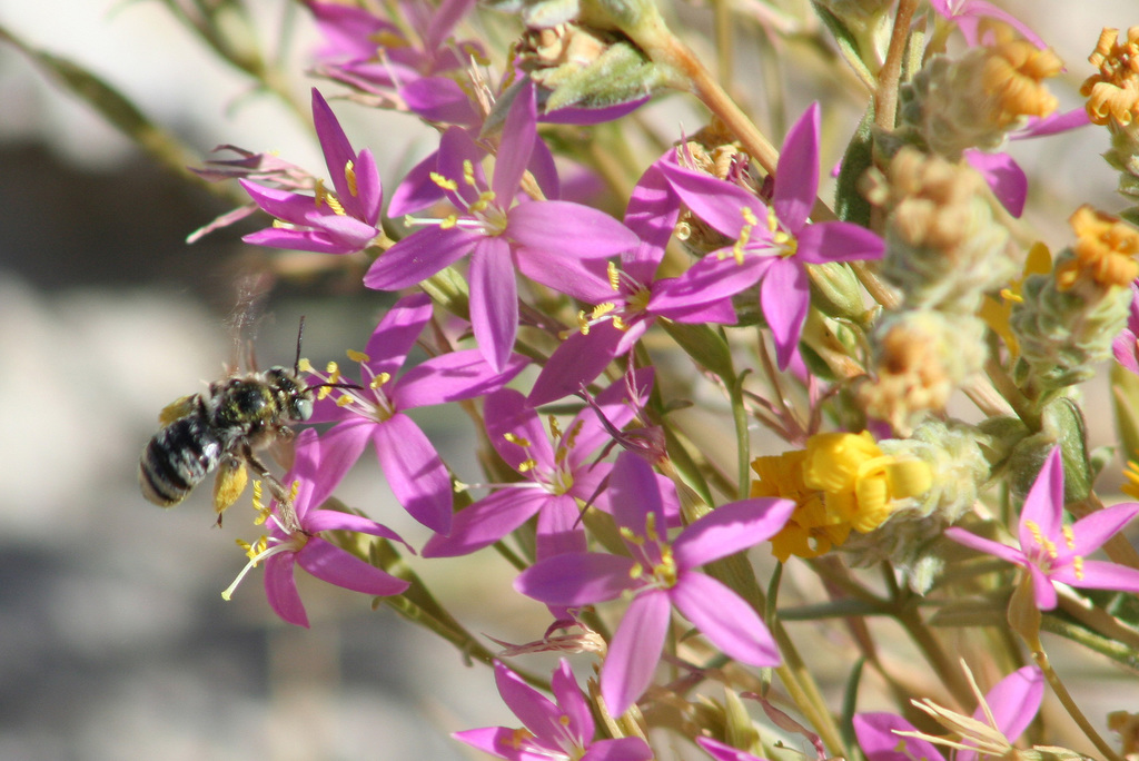 Zeltnera namophila (Spring-loving centaury), native California herb
