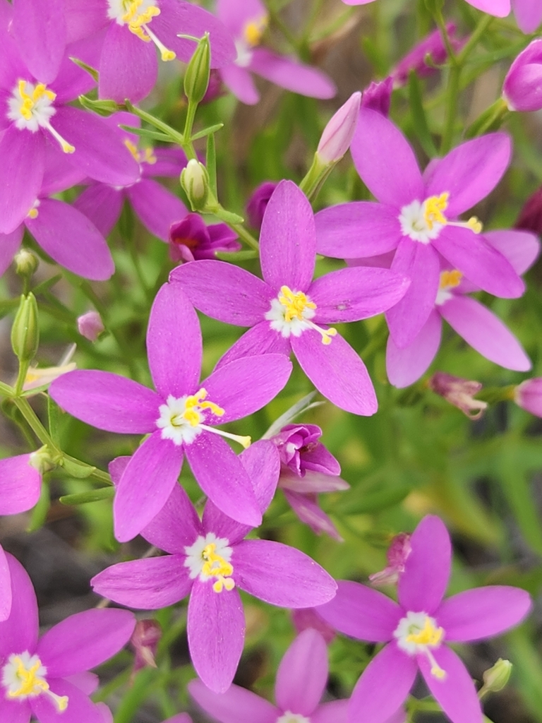 Zeltnera sp. (Centaury), native California annual