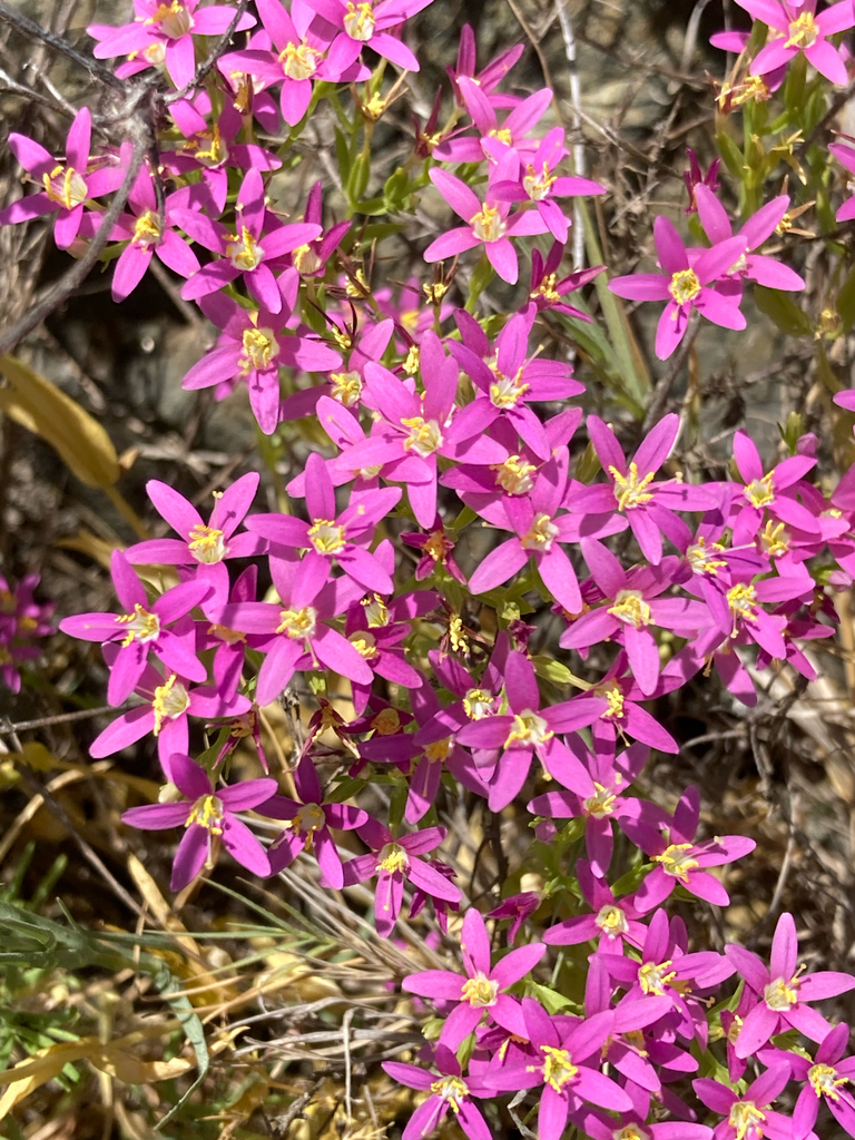 Zeltnera trichantha (Alkali centaury), native California herb