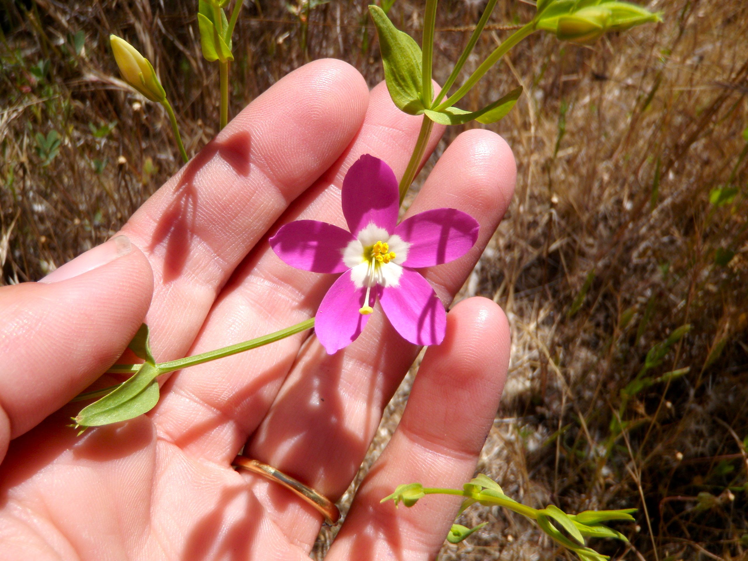 Zeltnera venusta (California centaury), native California herb