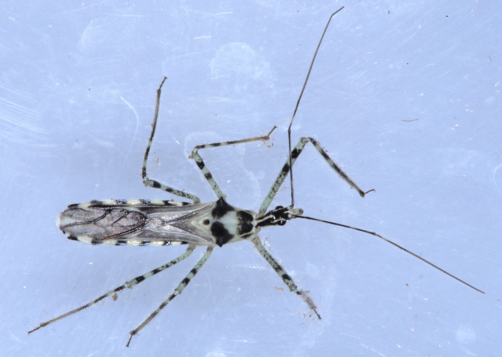 Zelus tetracanthus (Four-spurred Assassin Bug), California species